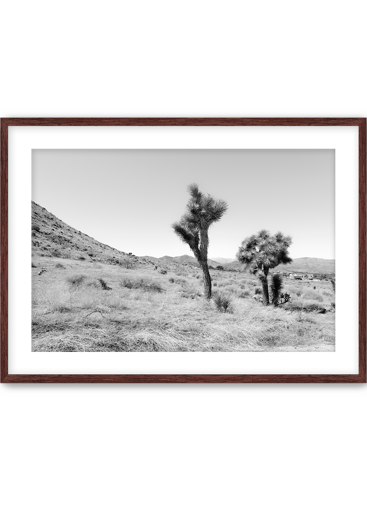 Domingo in Joshua Tree