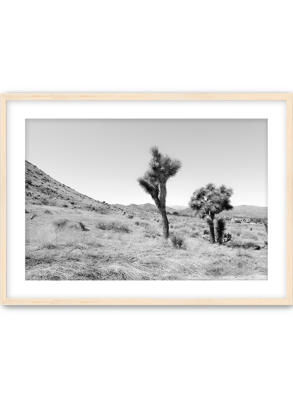 Domingo in Joshua Tree