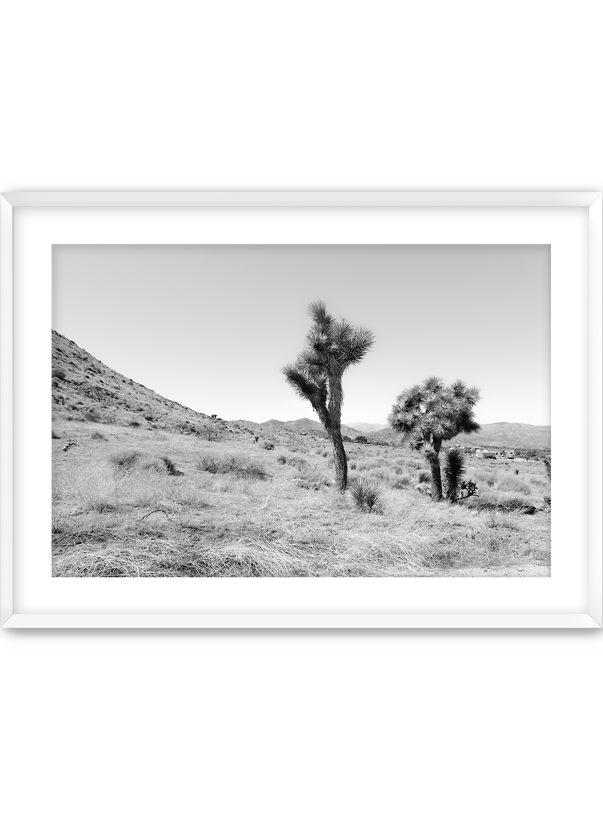 Domingo in Joshua Tree