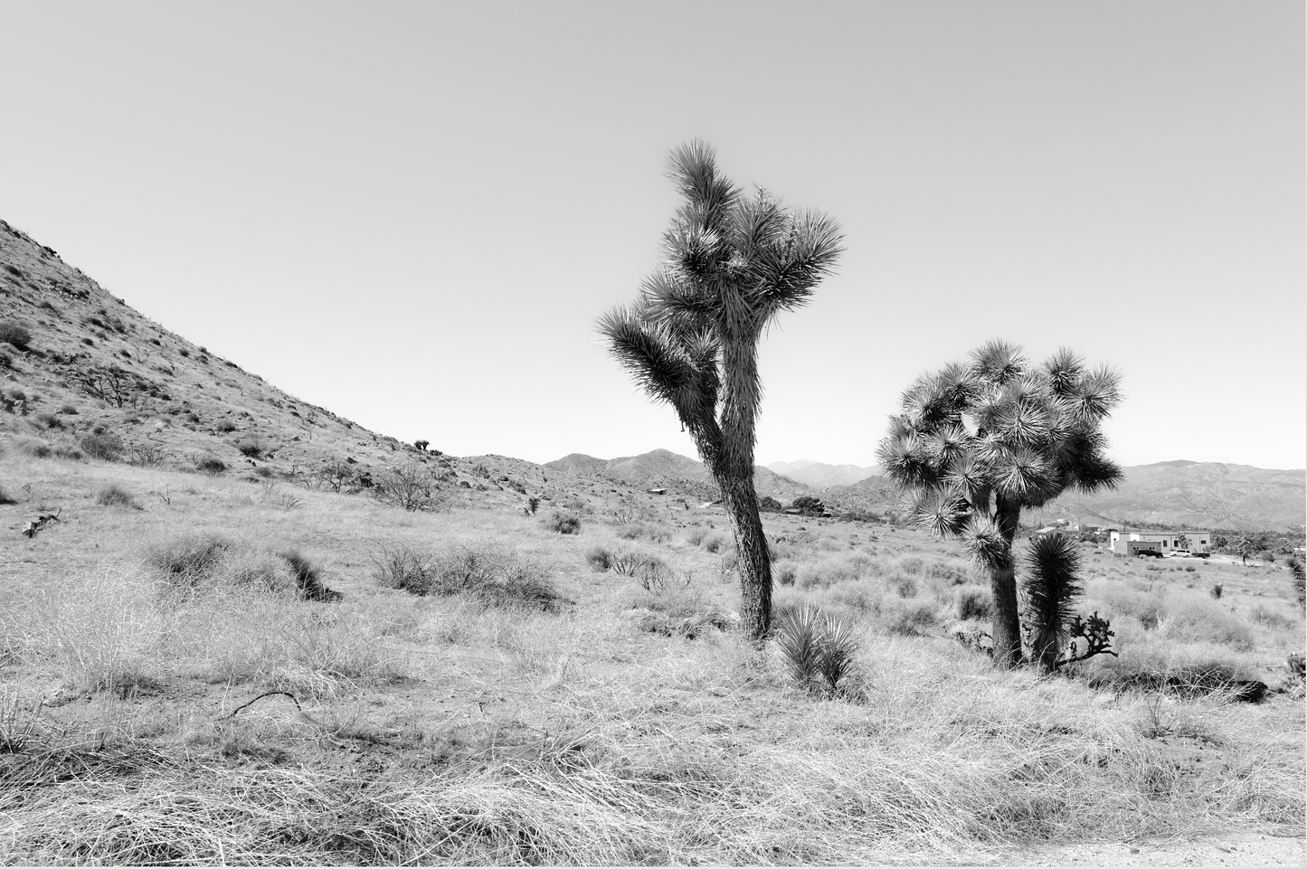 Domingo in Joshua Tree