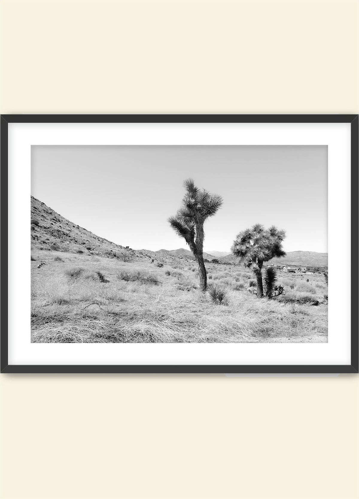 Domingo in Joshua Tree