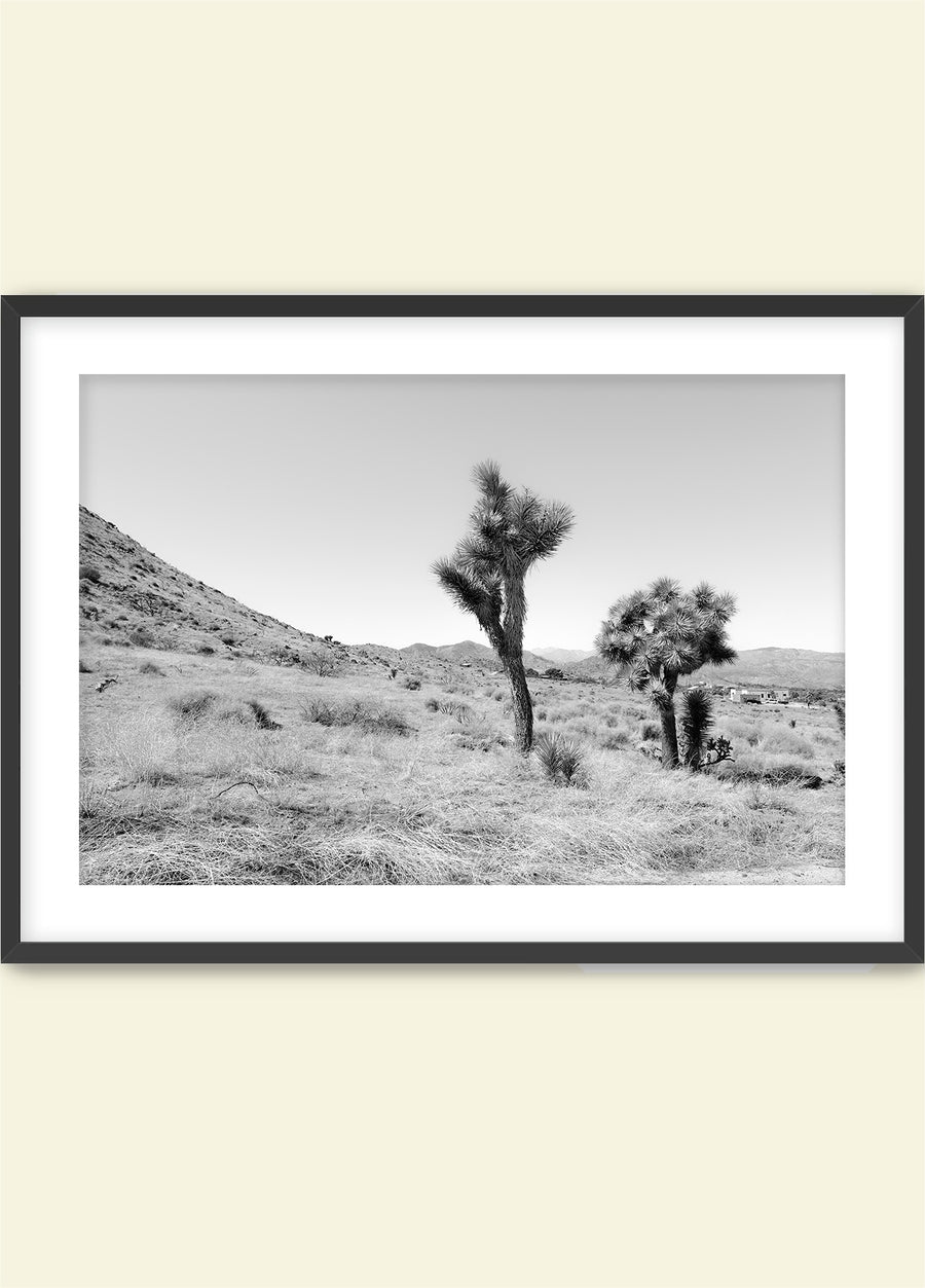 Domingo in Joshua Tree