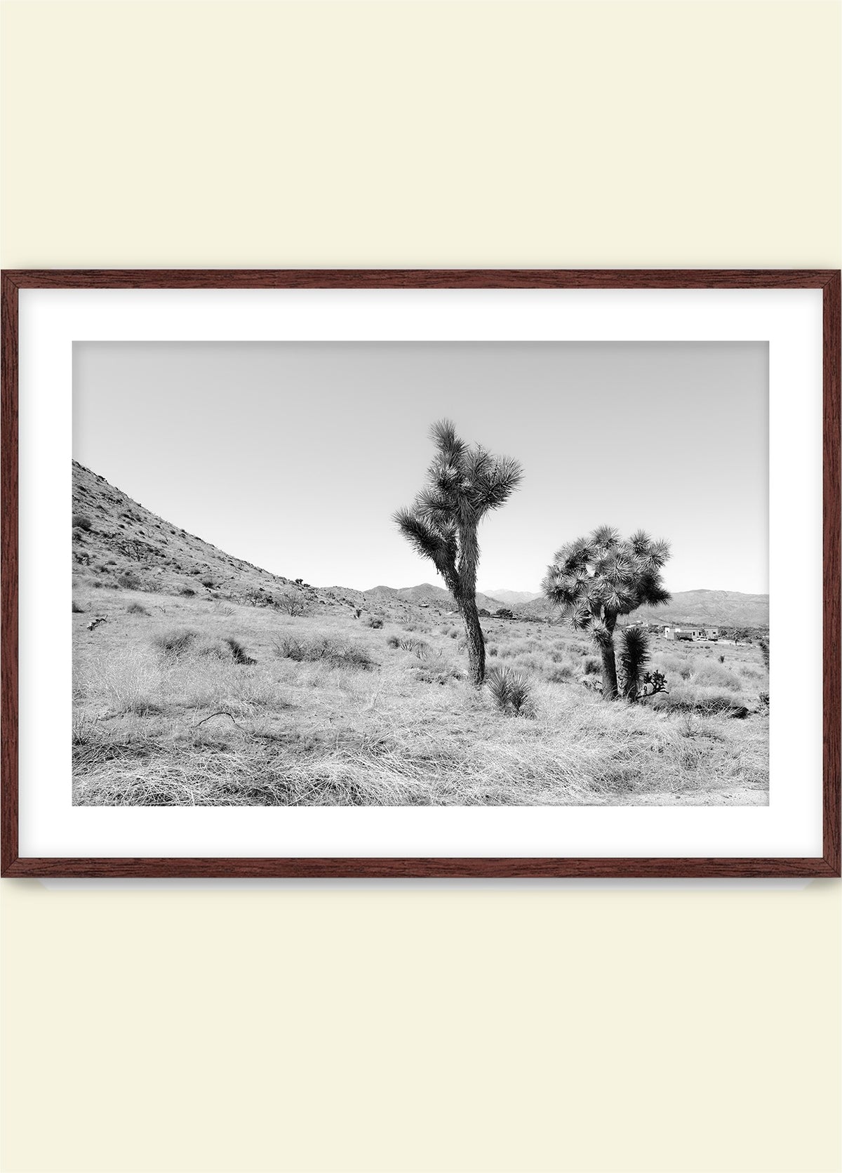 Domingo in Joshua Tree