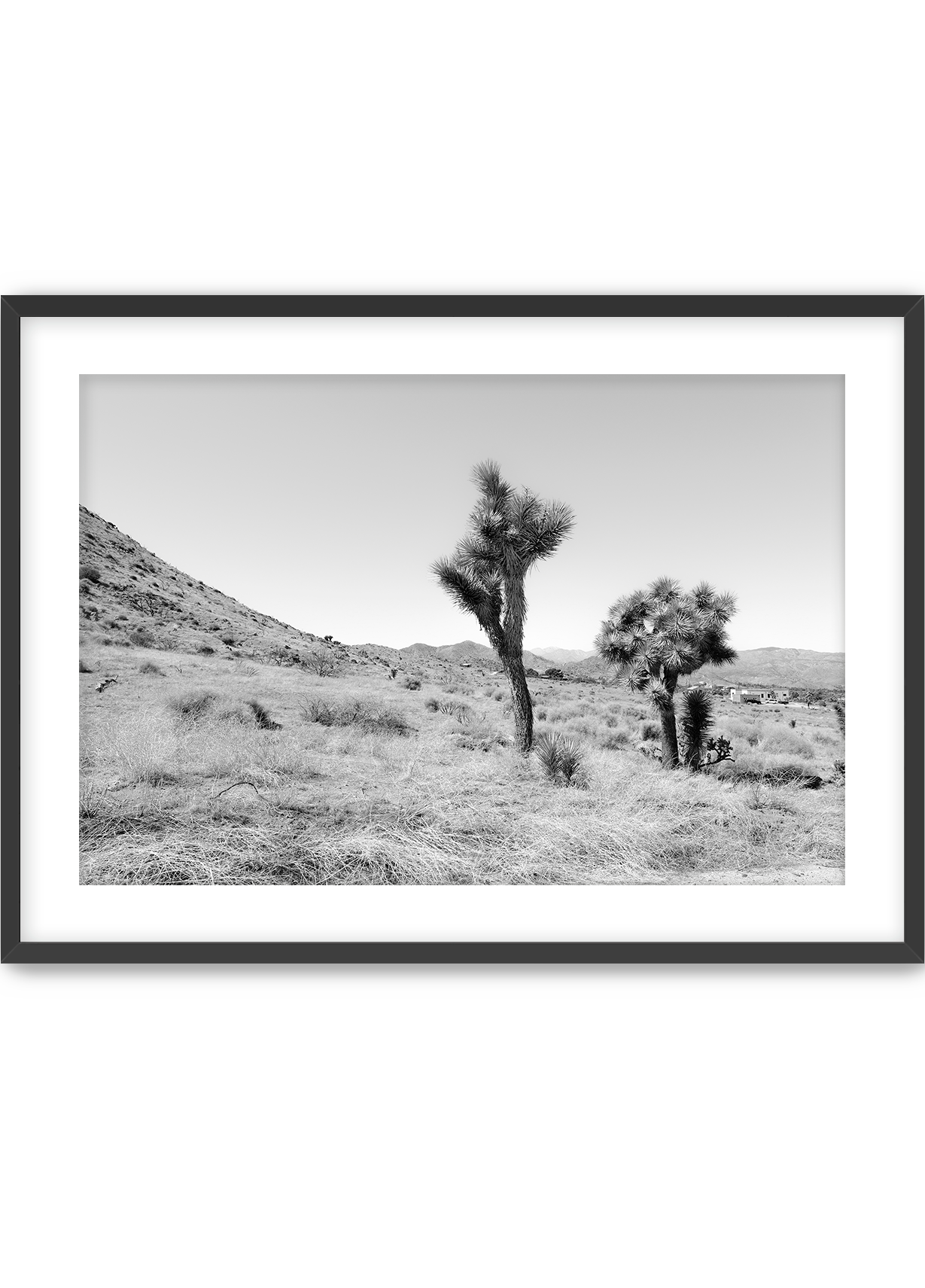 Domingo in Joshua Tree
