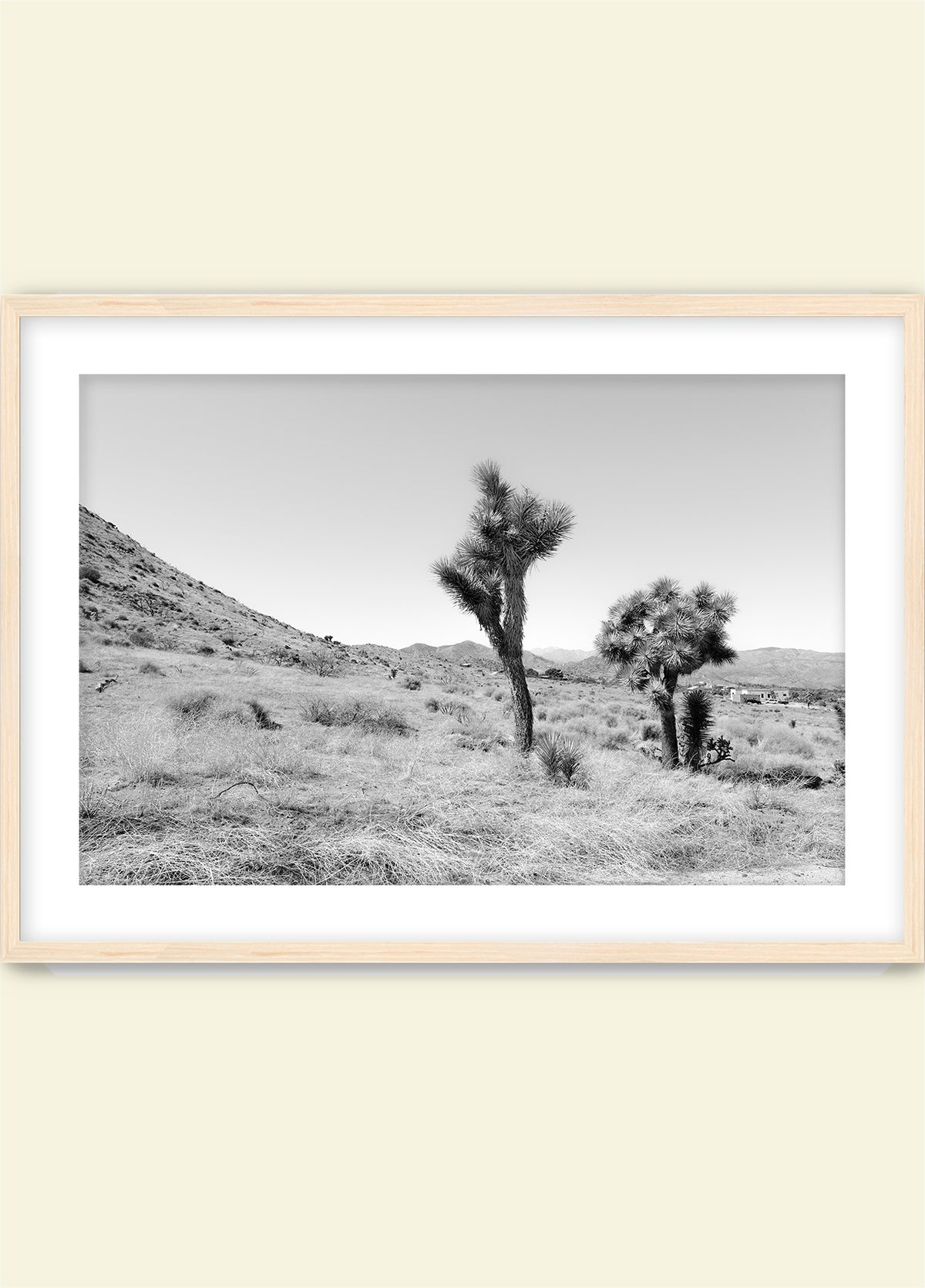 Domingo in Joshua Tree