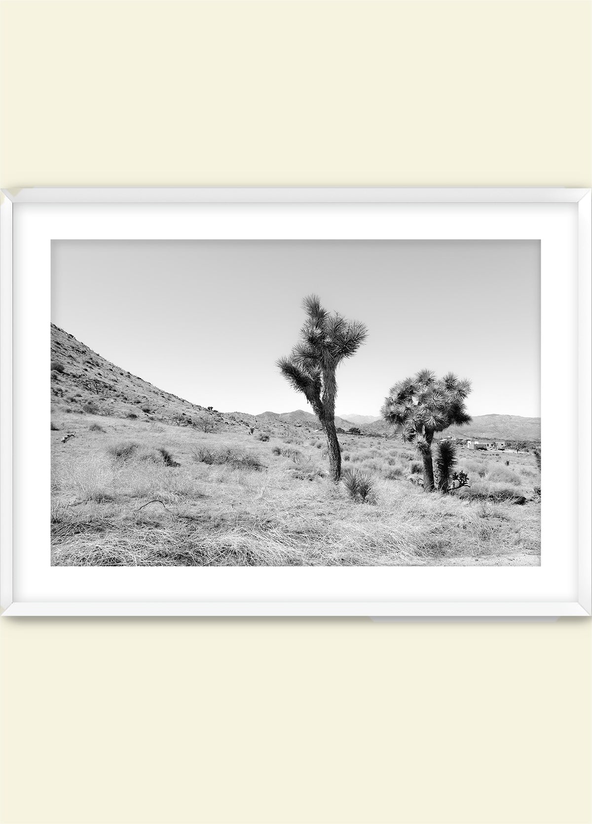 Domingo in Joshua Tree